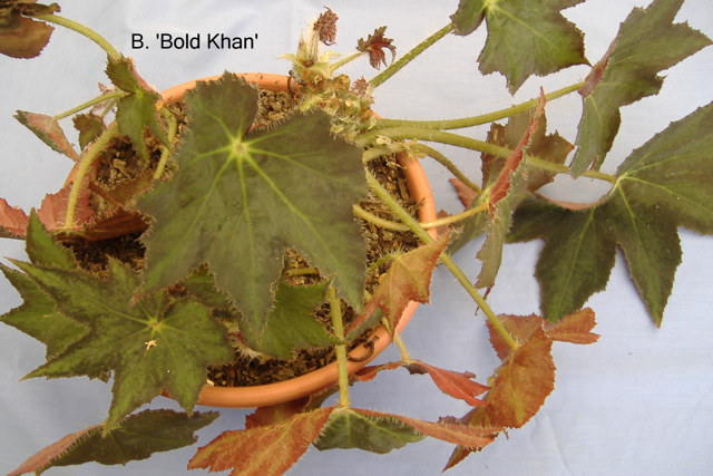 B. ‘Bold Khan’